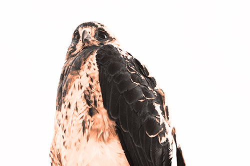 Startled Looking Rough Legged Hawk (Orange Tone Photo)
