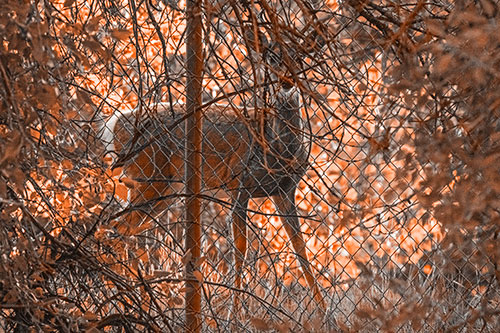 Startled White Tailed Deer Freezes Behind Chain Link Fence (Orange Tone)