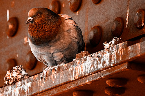 Steel Beam Perched Pigeon Keeping Watch (Orange Tone Photo)