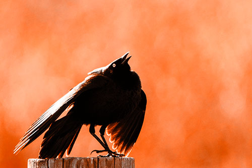 Stomping Grackle Croaking Atop Wooden Fence Post (Orange Tone Photo)