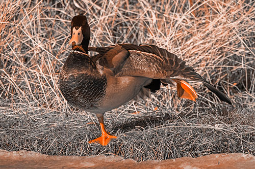 Stretching Mallard Duck Along Icy River Shoreline (Orange Tone Photo)