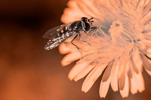 Striped Hoverfly Pollinating Flower (Orange Tone Photo)