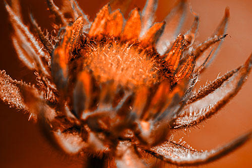 Sunflower Bud Unfurling Towards Sunlight (Orange Tone Photo)