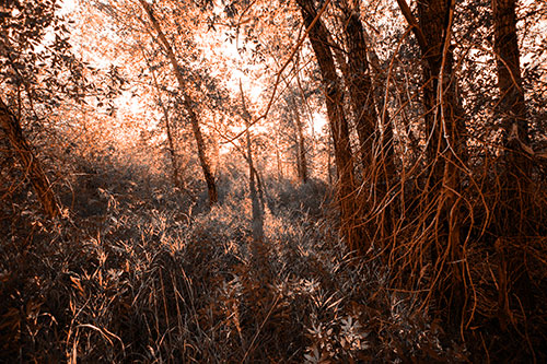 Sunlight Bursts Through Shaded Forest Trees (Orange Tone)