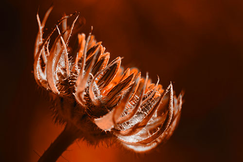 Sunlight Enters Spiky Unfurling Sunflower Bud (Orange Tone Photo)