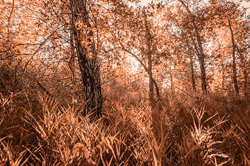 Sunrise Casts Forest Tree Shadows (Orange Tone Photo)