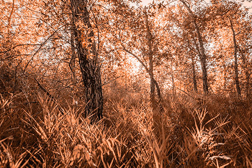 Sunrise Casts Forest Tree Shadows (Orange Tone)