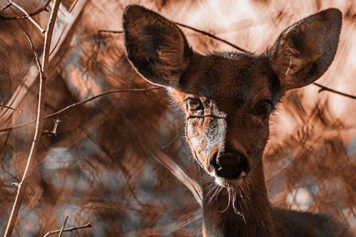 Sunrise Illuminates White Tailed Deer Among Tree Shadows (Orange Tone)