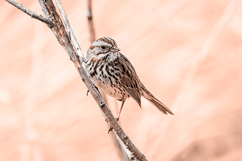 Surfing Song Sparrow Rides Tree Branch (Orange Tone Photo)