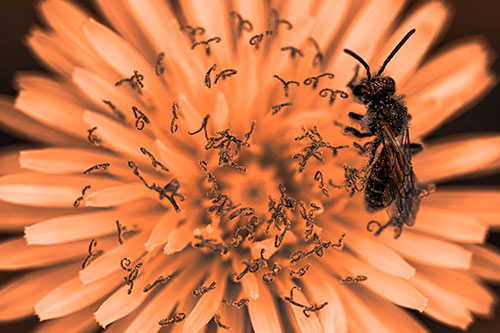 Sweat Bee Collecting Dandelion Pollen (Orange Tone Photo)