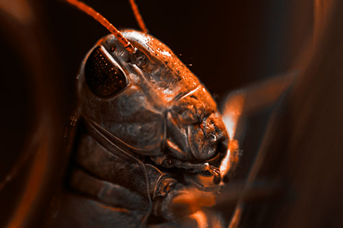 Sweaty Grasshopper Seeking Shade (Orange Tone Photo)