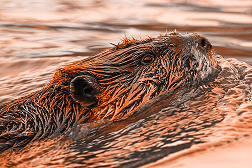 Swimming Beaver Keeping Head Above Water (Orange Tone Photo)