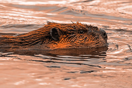 Swimming Beaver Patrols River Surroundings (Orange Tone Photo)