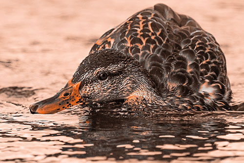 Swimming Female Mallard Duck Hunched Over (Orange Tone)
