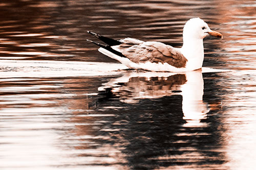 Swimming Seagull Lake Water Reflection (Orange Tone Photo)
