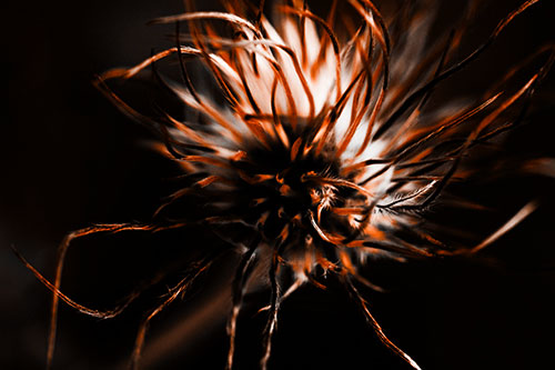 Swirling Pasque Flower Seed Head (Orange Tone Photo)