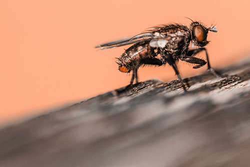 Tachinid Fly Curling Arm Among Sloping Wood (Orange Tone)
