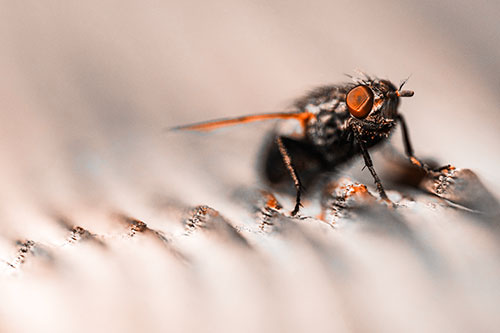 Tachinid Fly Poses Among Grooved Wood (Orange Tone)