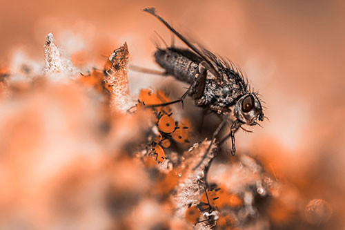 Tachinid Fly Terrorizing Aphids Among Milkweed Pod (Orange Tone)
