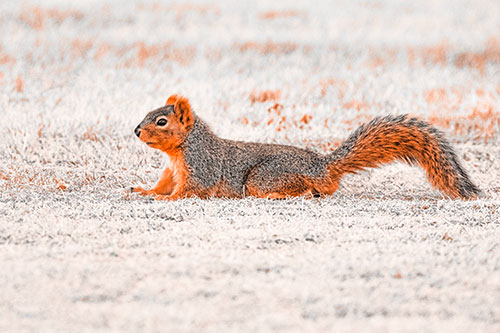 Tail Wagging Squirrel Sitting Among Dead Grass (Orange Tone)