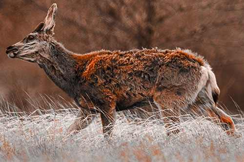 Tense Faced Mule Deer Wanders Among Blowing Grass (Orange Tone Photo)