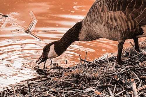 Thirsty Canadian Goose Drinking Water Along Shore (Orange Tone)