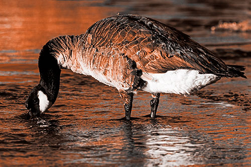 Thirsty Goose Drinking Ice River Water (Orange Tone Photo)