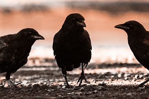 Three Crows Plotting Their Next Move (Orange Tone Photo)