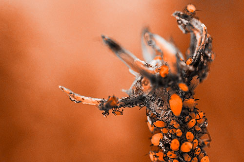 Tiny Aphids Gathered Among Milkweed Claw (Orange Tone)