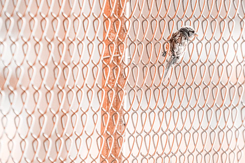 Tiny Cassins Finch Bird Clasping Chain Link Fence (Orange Tone Photo)