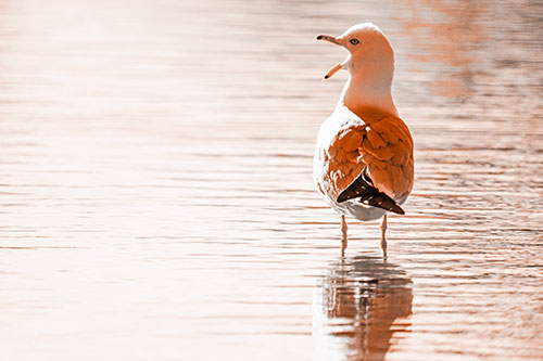 Tired Seagull Yawning Among Shallow Water (Orange Tone)