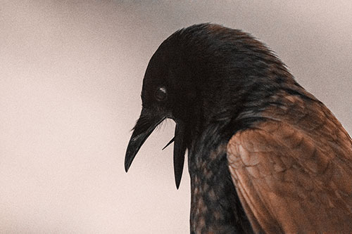 Tongue Curling Crow Cawing Downward (Orange Tone)