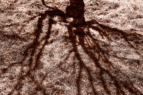 Tree Branch Shadows Creepy Crawling Over Dead Grass (Orange Tone Photo)