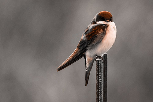 Tree Swallow Keeping Watch (Orange Tone Photo)