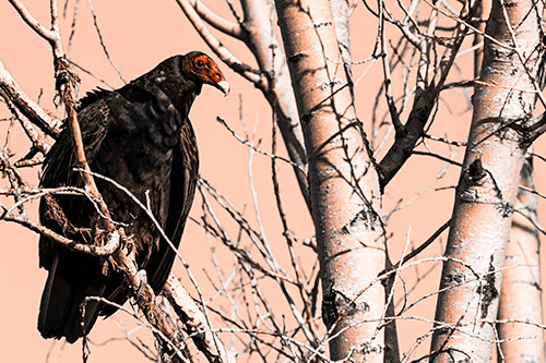 Turkey Vulture Perched Atop Tattered Tree Branch (Orange Tone Photo)