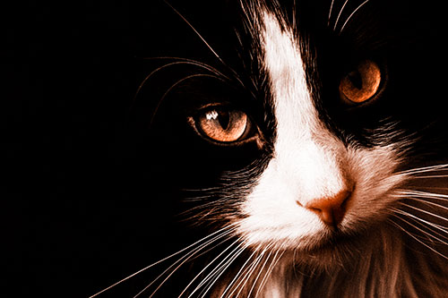 Tuxedo Cat Stares Among Darkness (Orange Tone)