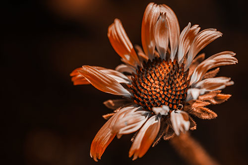 Twirling Petal Coneflower Among Shade (Orange Tone Photo)