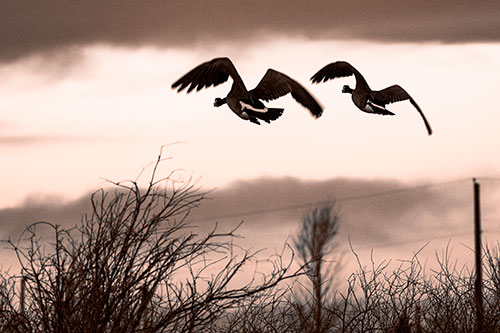 Two Canadian Geese Flying Over Trees (Orange Tone Photo)