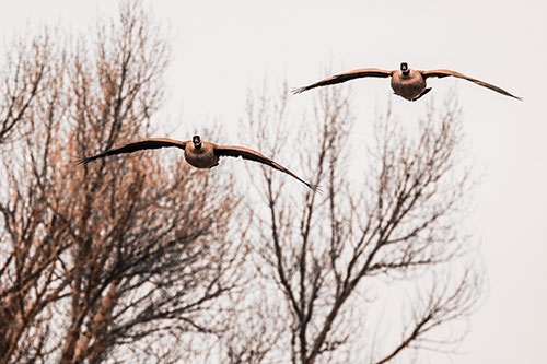 Two Canadian Geese Honking During Flight (Orange Tone Photo)