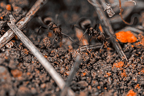 Two Carpenter Ants Working Hard Among Soil (Orange Tone Photo)