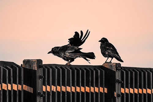 Two Crows Gather Along Wooden Fence (Orange Tone Photo)