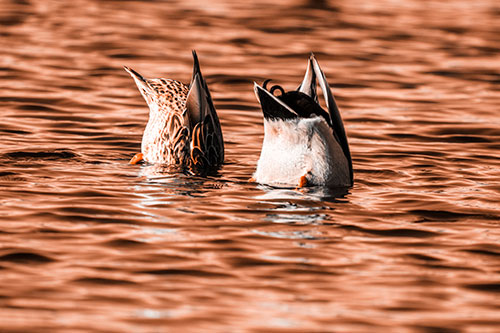 Two Ducks Upside Down In Lake (Orange Tone Photo)