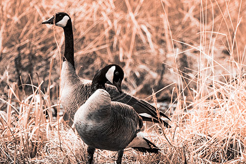 Two Geese Contemplating A Swim In Lake (Orange Tone Photo)