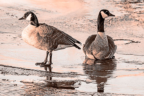 Two Geese Embrace Sunrise Atop Ice Frozen River (Orange Tone)