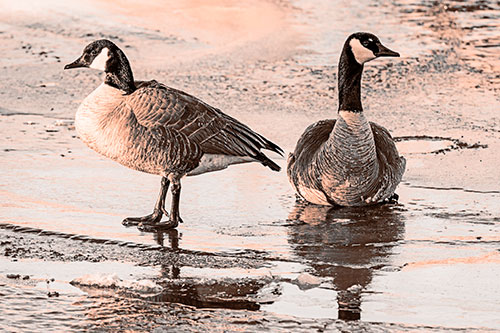 Two Geese Embrace Sunrise Atop Ice Frozen River (Orange Tone Photo)