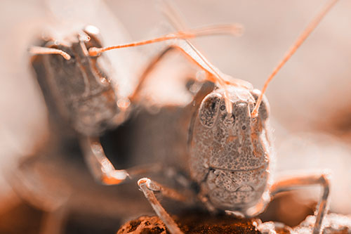 Two Grasshopper Buddies Smiling Among Sunlight (Orange Tone)