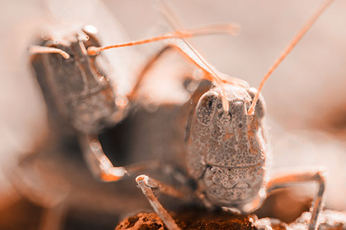 Two Grasshopper Buddies Smiling Among Sunlight (Orange Tone Photo)