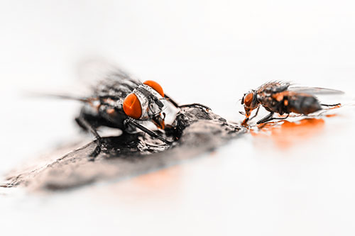 Two Hungry Cluster Flies Feasting Together (Orange Tone)