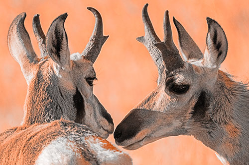 Two Loving Pronghorns Kissing Each Other (Orange Tone)