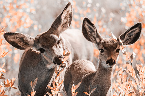 Two Mule Deer Enjoying Leafy Breakfast (Orange Tone)
